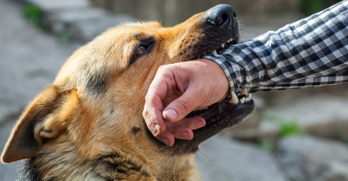 Dog bite